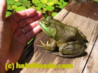/home//u458753944/public_html/sourcegallery//Frogs/More bullfrogs/DSCN5491.JPG